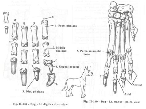 4 digit number for dog|Anatomy of Digits of Dogs .